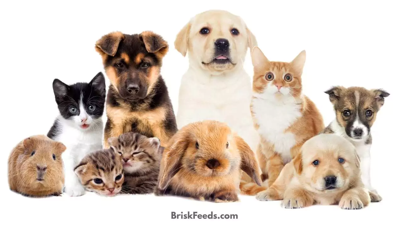 Baidu AI animal sounds translation human speech